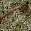 Twenty/20 Mendocino - Queen of Diamonds