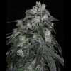Twenty/20 Mendocino - West Coast Sour