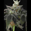 Twenty/20 Mendocino - Sugar and Spice