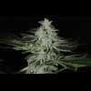 Twenty/20 Mendocino - Queen of Diamonds