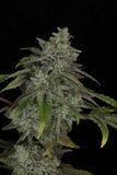 Twenty/20 Mendocino - Snowblower
