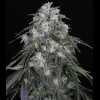 Twenty/20 Mendocino - West Coast Sour