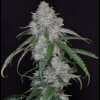 Twenty/20 Mendocino - X-Factor Auto