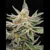 Twenty/20 Mendocino - Pre-98 Bubba