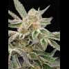 Twenty/20 Mendocino - Pre-98 Bubba