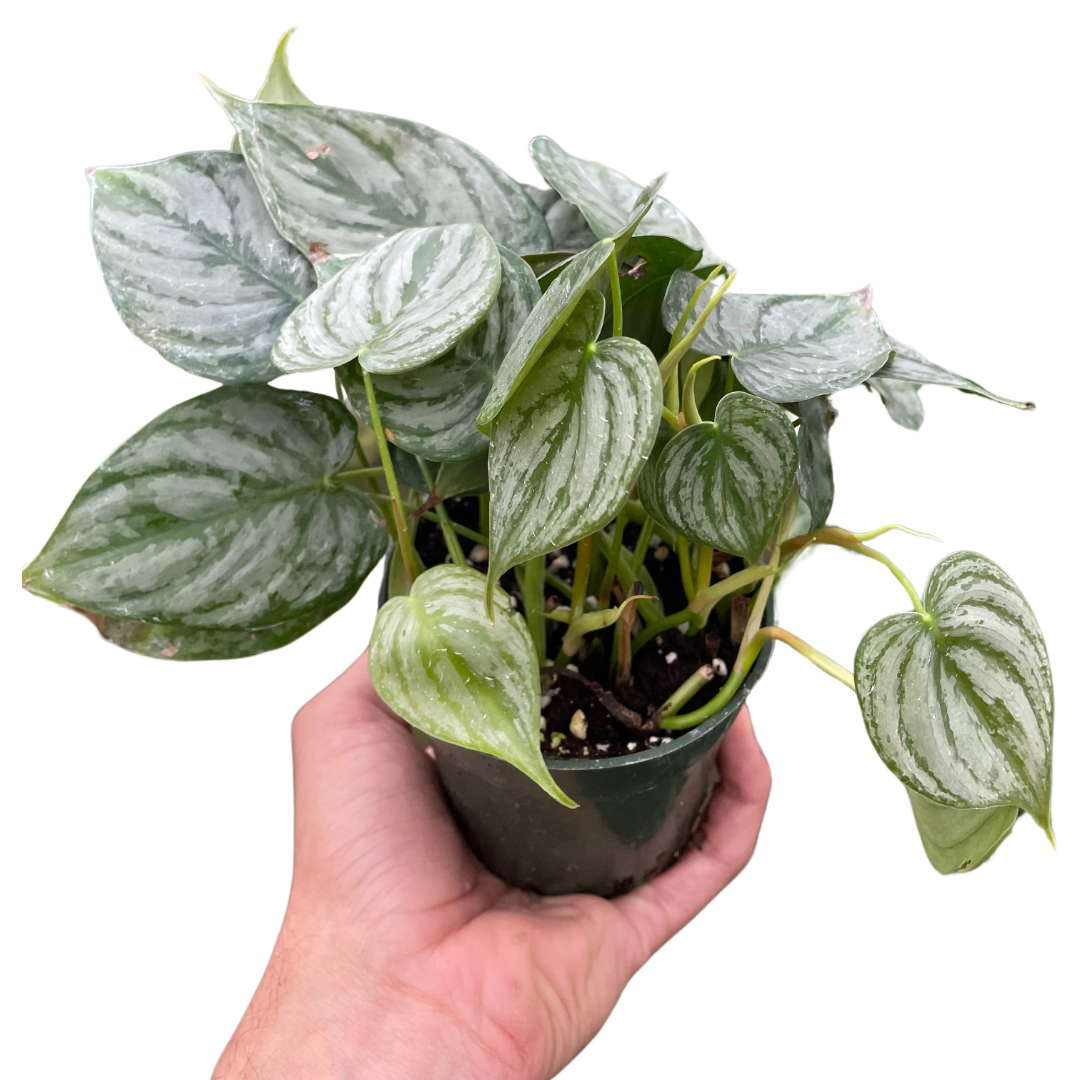 philodendron hydro Philodendron 'Brandi' – MASS Hydroponics