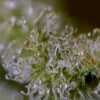 Twenty/20 Mendocino - Queen of Diamonds