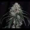 Twenty/20 Mendocino - X-Factor Auto