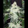 Twenty/20 Mendocino - Queen of Diamonds