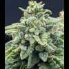 Twenty/20 Mendocino - X-Factor Auto