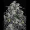 Twenty/20 Mendocino - West Coast Sour