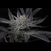 Twenty/20 Mendocino - Sparkleface F2
