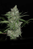 Twenty/20 Mendocino - Snowblower
