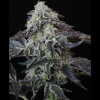Twenty/20 Mendocino - Spice Girl