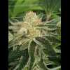 Twenty/20 Mendocino - Pre-98 Bubba