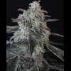 Twenty/20 Mendocino - Spice Girl