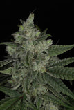 Twenty/20 Mendocino - Snowblower