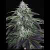 Twenty/20 Mendocino - West Coast Sour