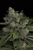 Twenty/20 Mendocino - Snowblower