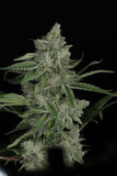 Twenty/20 Mendocino - Snowblower