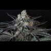Twenty/20 Mendocino - Spice Girl