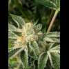 Twenty/20 Mendocino - Pre-98 Bubba