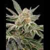 Twenty/20 Mendocino - Pre-98 Bubba