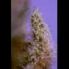 Twenty/20 Mendocino - Queen of Diamonds