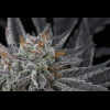 Twenty/20 Mendocino - Sparkleface F2