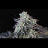 Twenty/20 Mendocino - Spice Girl