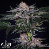 Apple Mochi Gelato Clone