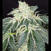 Twenty/20 Mendocino - Queen of Diamonds