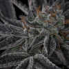 Twenty/20 Mendocino - Sparkleface F2
