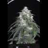 Twenty/20 Mendocino - West Coast Sour