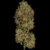 Twenty/20 Mendocino - Sparkleface F2