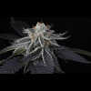 Twenty/20 Mendocino - Sparkleface F2