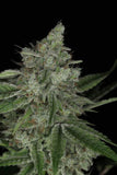 Twenty/20 Mendocino - Snowblower