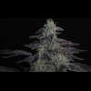Twenty/20 Mendocino - Spice Girl