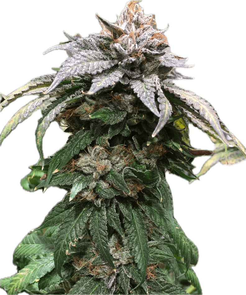 Bubba Kush Clone – MASS Hydroponics