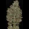 Twenty/20 Mendocino - Queen of Diamonds