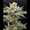 Twenty/20 Mendocino - Pre-98 Bubba