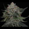 Twenty/20 Mendocino - Biskwik