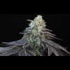 Twenty/20 Mendocino - Spice Girl
