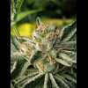 Twenty/20 Mendocino - Pre-98 Bubba