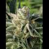 Twenty/20 Mendocino - Pre-98 Bubba