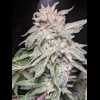 Twenty/20 Mendocino - X-Factor Auto