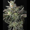 Twenty/20 Mendocino - Sugar and Spice