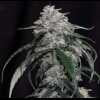 Twenty/20 Mendocino - X-Factor Auto