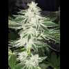 Twenty/20 Mendocino - Queen of Diamonds