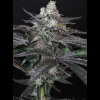 Twenty/20 Mendocino - Spice Girl